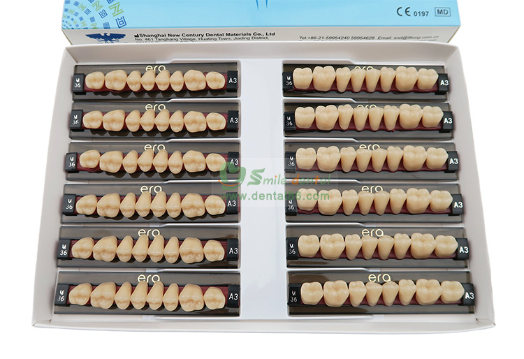 Three Layer Acrylic Resin Teeth