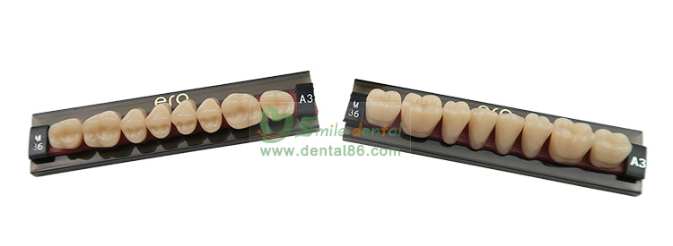 Three Layer Acrylic Resin Teeth