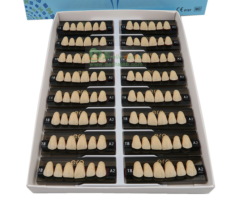 Three Layer Acrylic Resin Teeth