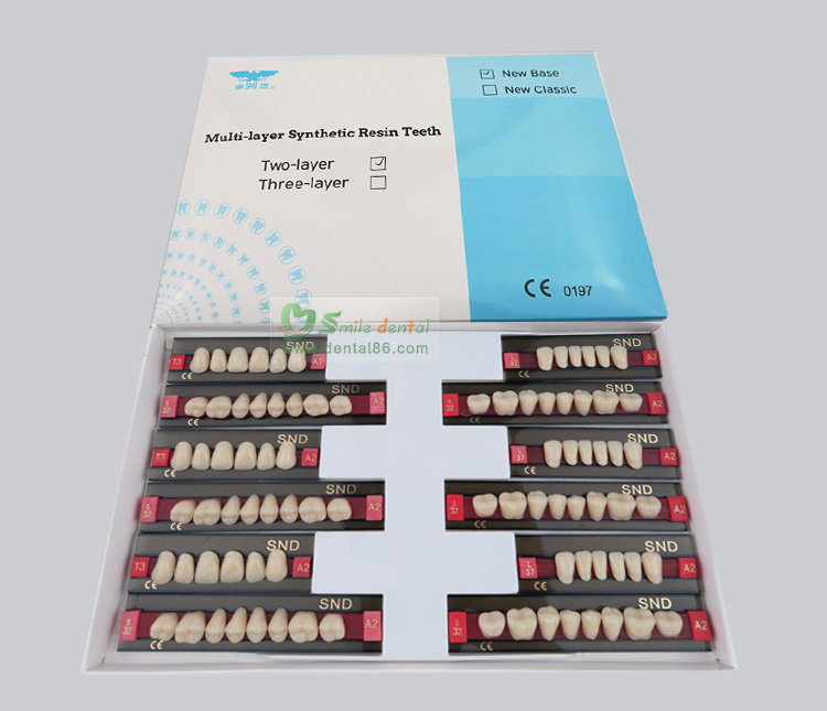 Two Layer Acrylic Resin Teeth