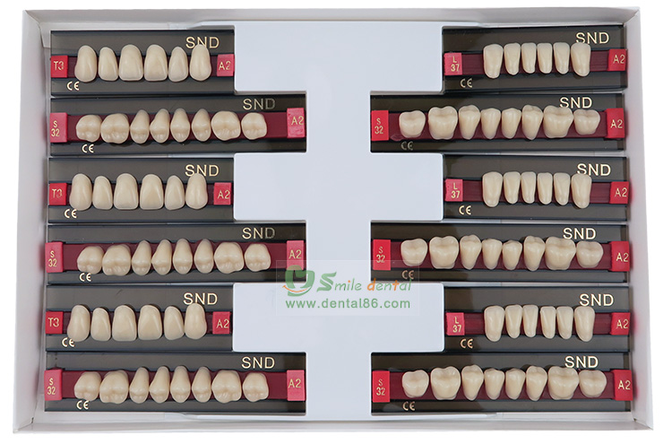 Two Layer Acrylic Resin Teeth