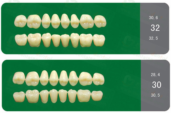 SA21 Acrylic Resin Teeth Three