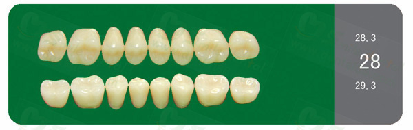 SA21 Acrylic Resin Teeth Three